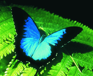 Australian Butterfly Sanctuary - tourismnoosa.com